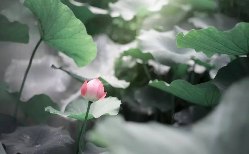 李清照诗词40句，无法忘怀的经典(图7)