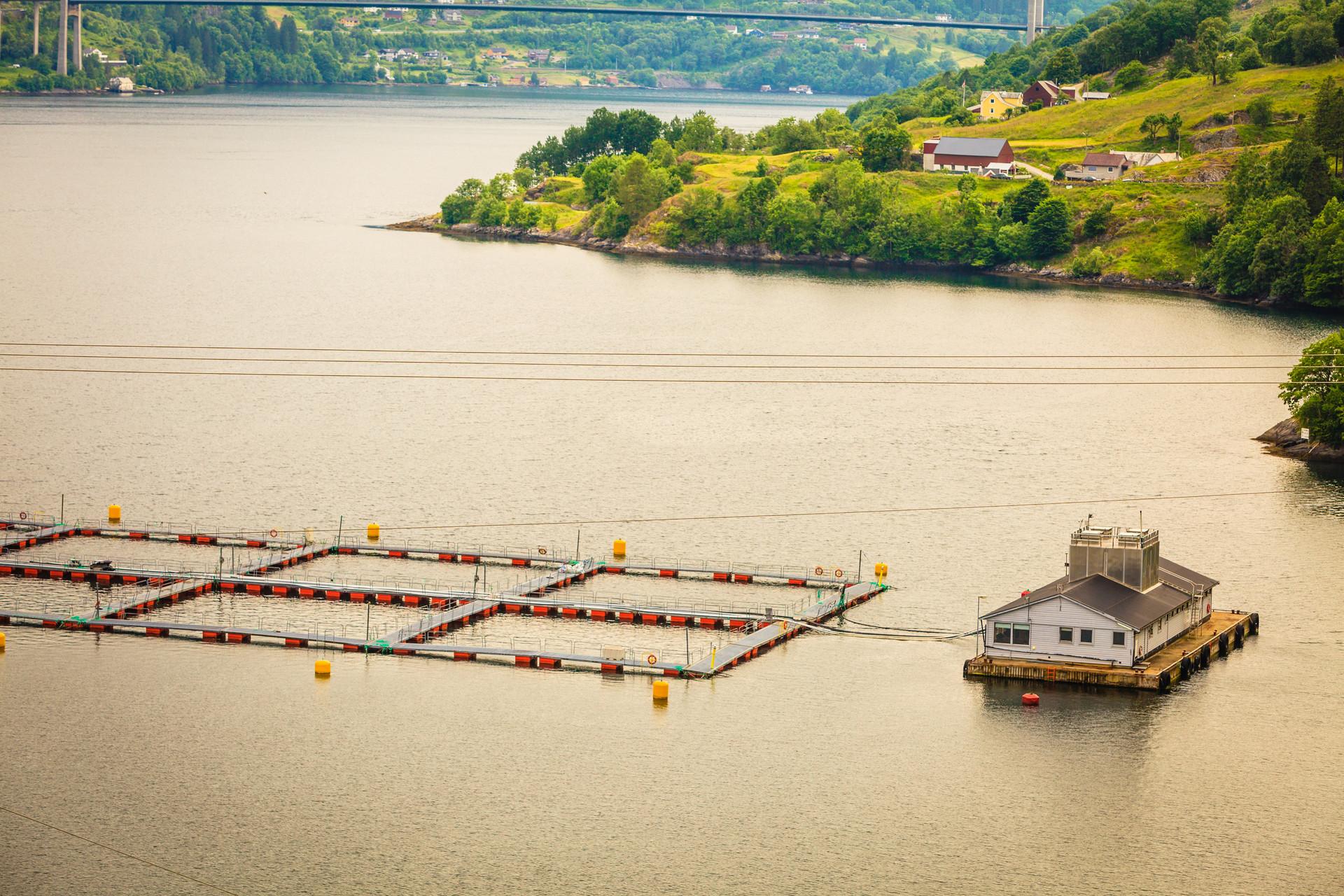 从烤鱼到酸菜鱼，一条鱼里藏着万亿生意(图32)