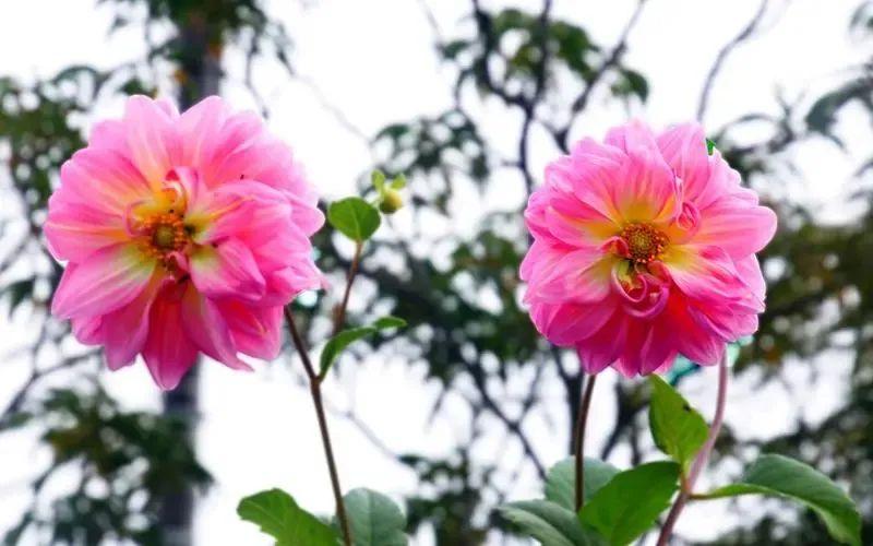 关于信念的名人名言70条经典语录大全(图3)