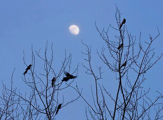 “鸟宿池边树，僧敲月下门”，为何改用敲字，便成千古名句？(图6)