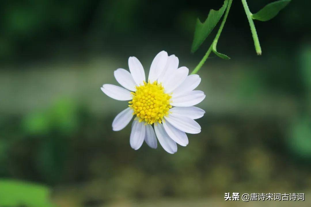 30句唯美诗词，一定要读一读(图1)