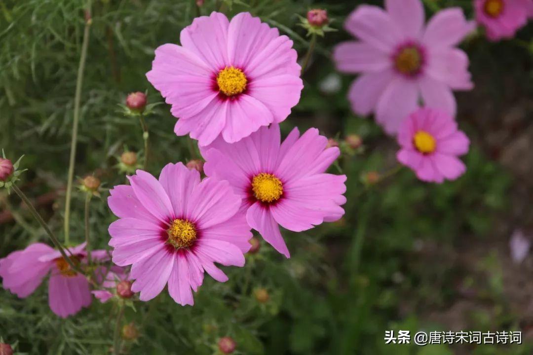 30句唯美诗词，一定要读一读(图4)