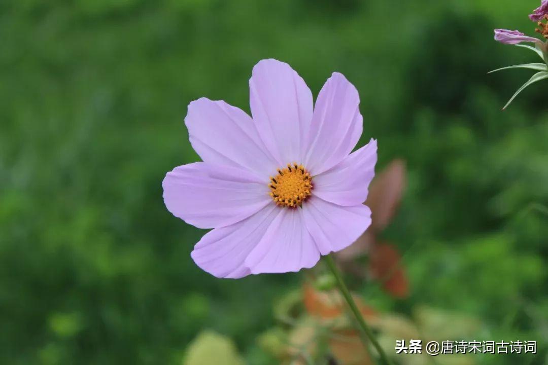 30句唯美诗词，一定要读一读(图5)