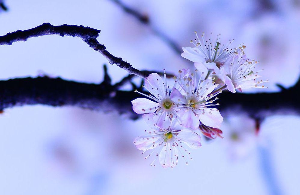 「诗词鉴赏」春风尽属樱桃花，古诗词里的樱桃花，繁英如雪(图5)
