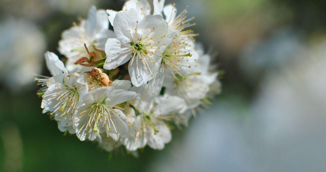 「诗词鉴赏」春风尽属樱桃花，古诗词里的樱桃花，繁英如雪(图9)