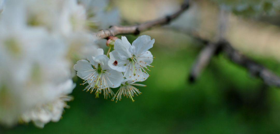 「诗词鉴赏」春风尽属樱桃花，古诗词里的樱桃花，繁英如雪(图11)