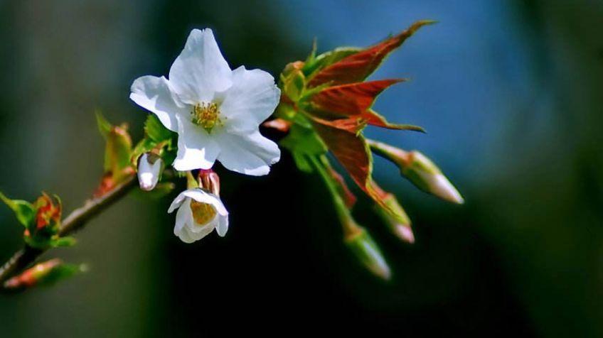 「诗词鉴赏」春风尽属樱桃花，古诗词里的樱桃花，繁英如雪(图13)