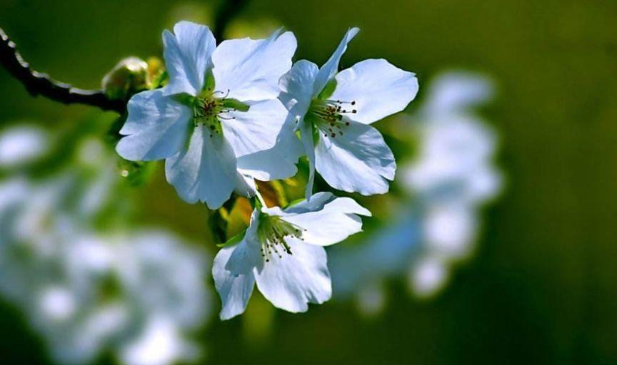 「诗词鉴赏」春风尽属樱桃花，古诗词里的樱桃花，繁英如雪(图19)