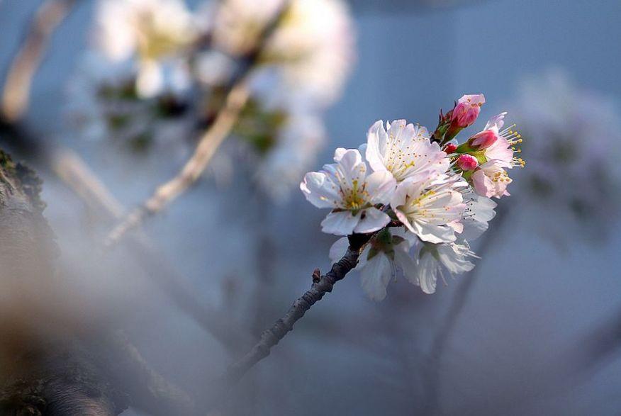 「诗词鉴赏」春风尽属樱桃花，古诗词里的樱桃花，繁英如雪(图21)