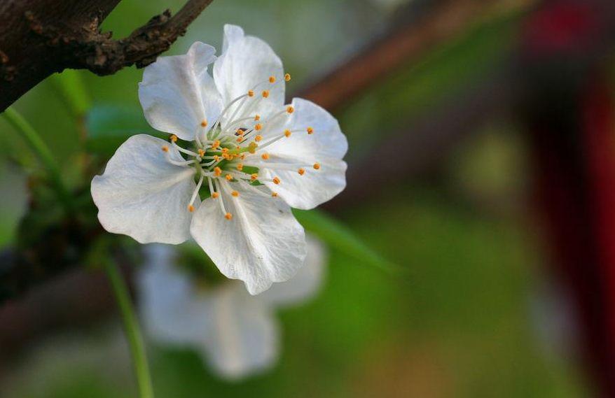 「诗词鉴赏」春风尽属樱桃花，古诗词里的樱桃花，繁英如雪(图23)