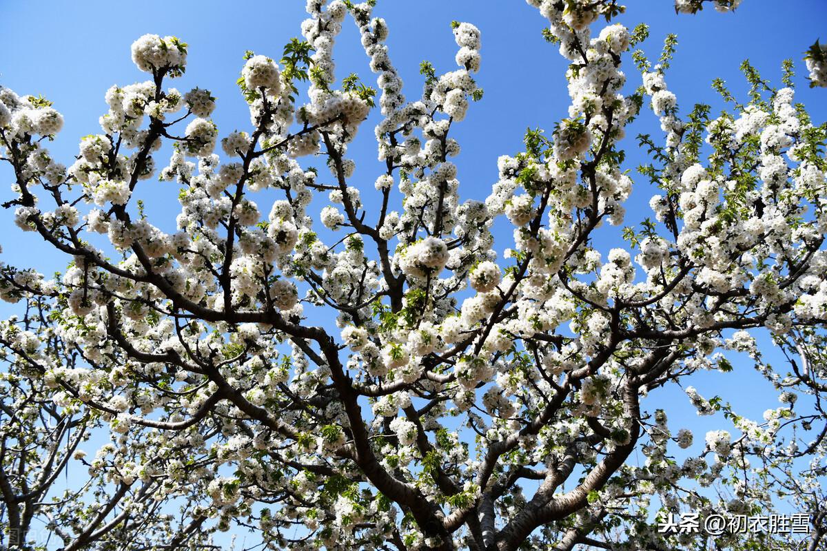 元稹樱桃花丽诗两首：樱桃花，一枝两枝千万朵，花砖曾立摘花人(图6)