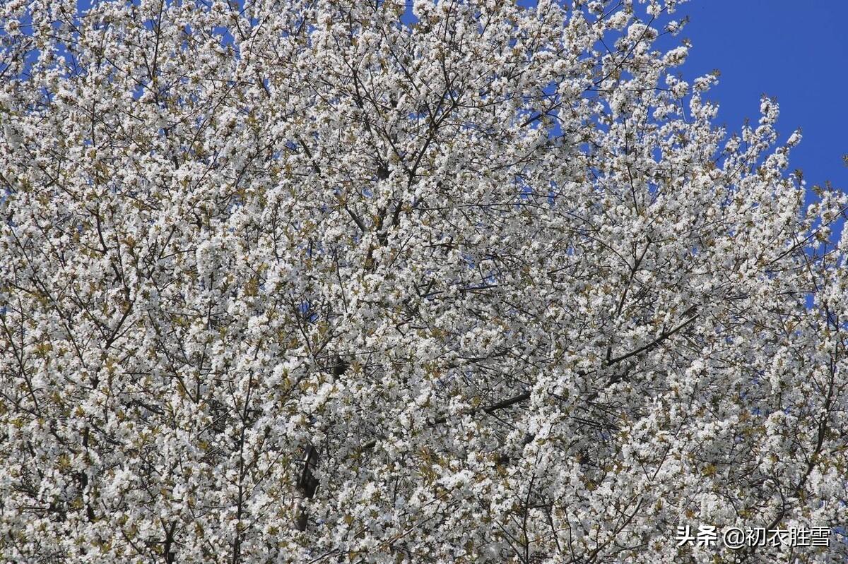 早春花信之樱桃花七首：樱桃千万枝，照耀如雪天(图8)