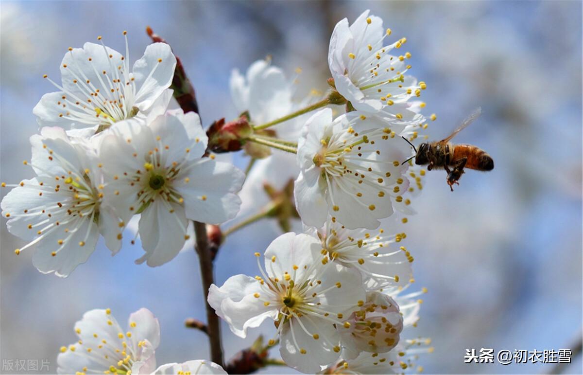 唐诗樱花与樱桃花9则赏读，樱桃昨夜开如雪，樱花永巷垂杨岸(图1)