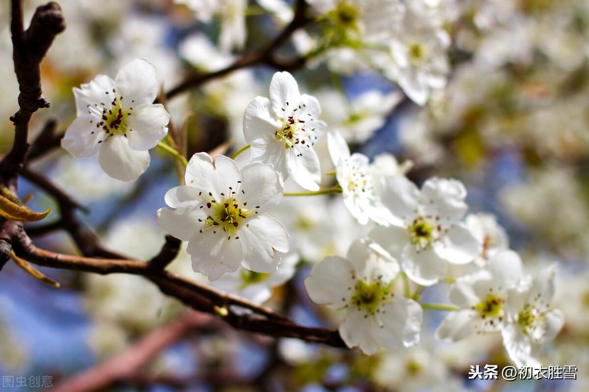 唐诗樱花与樱桃花9则赏读，樱桃昨夜开如雪，樱花永巷垂杨岸(图2)