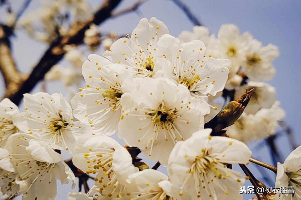 唐诗樱花与樱桃花9则赏读，樱桃昨夜开如雪，樱花永巷垂杨岸(图4)