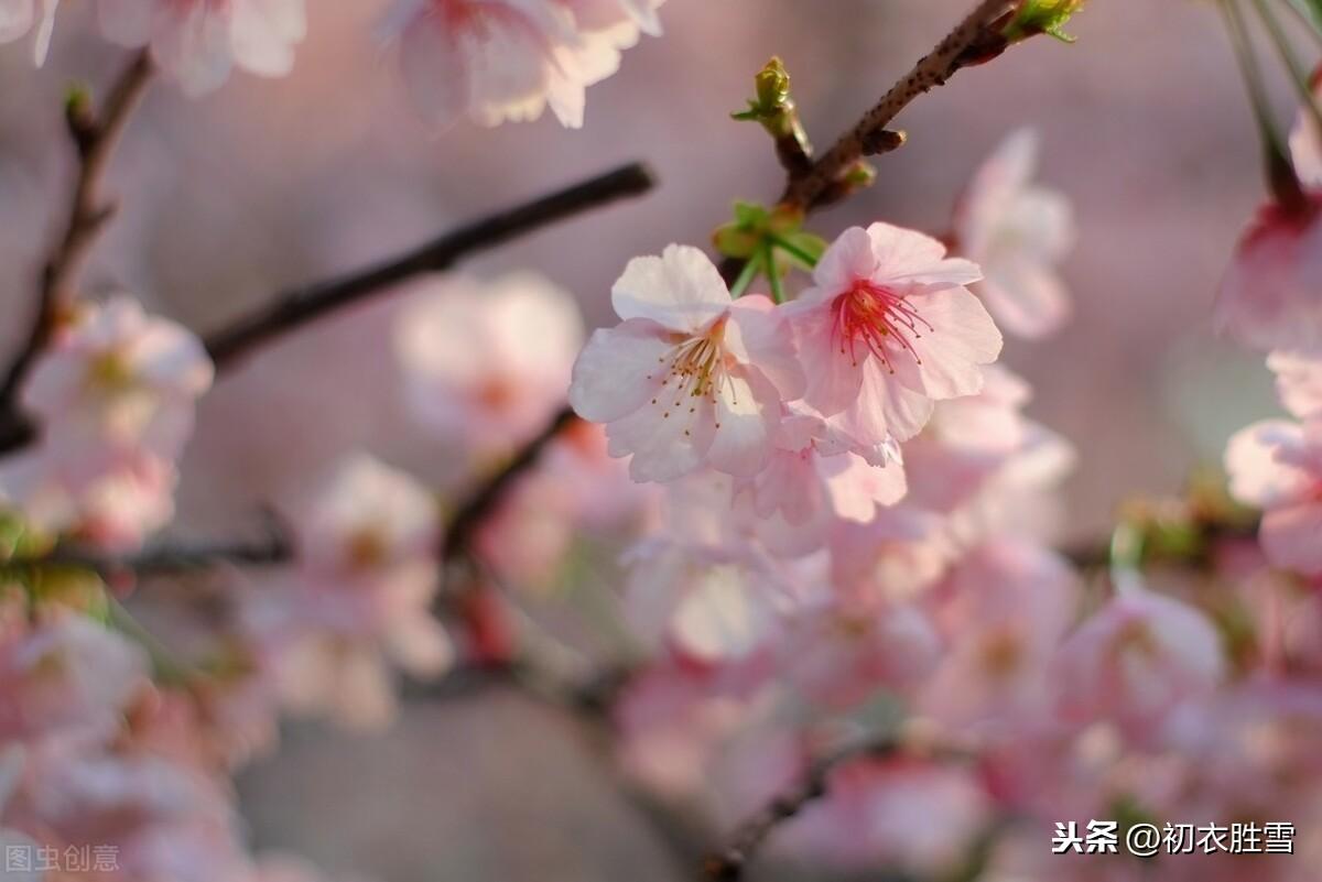 唐诗樱花与樱桃花9则赏读，樱桃昨夜开如雪，樱花永巷垂杨岸(图5)