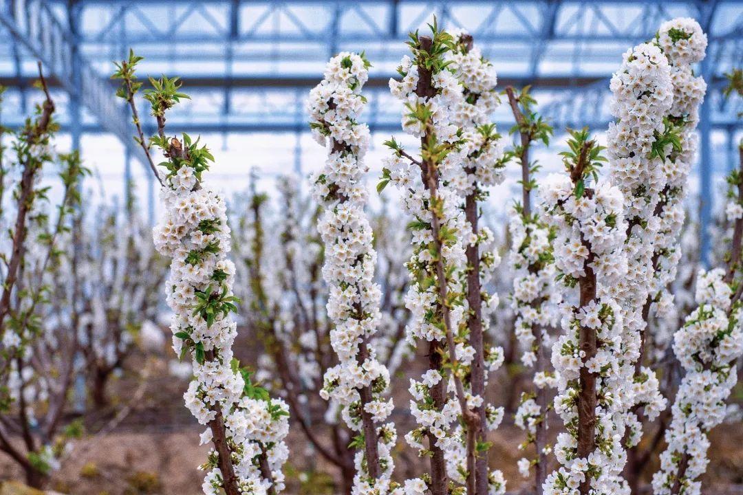 樱桃花开，如雪似霜，煞是好看！(图1)