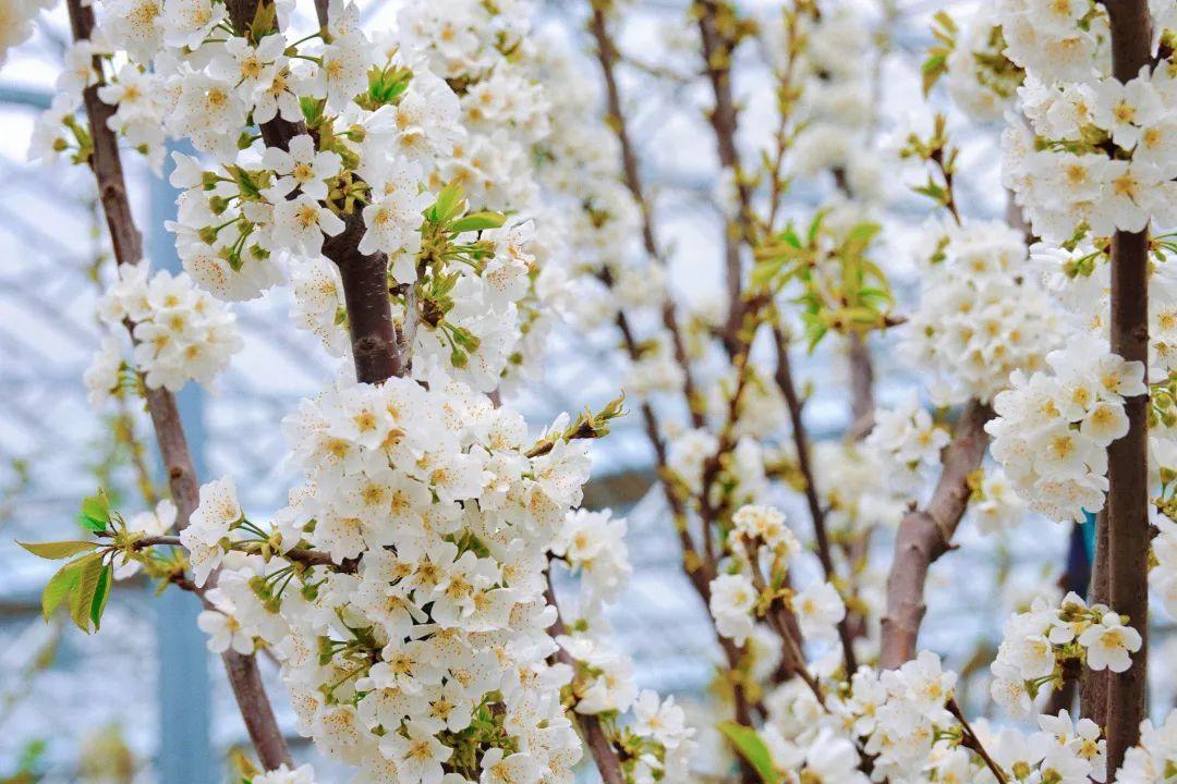樱桃花开，如雪似霜，煞是好看！(图2)