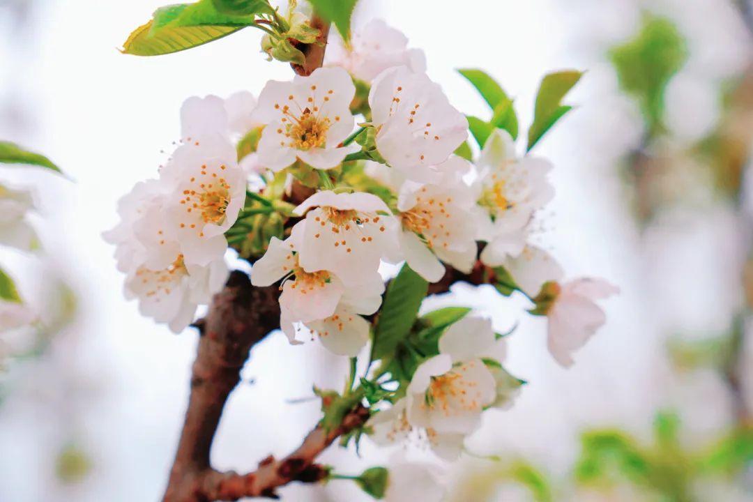 樱桃花开,如雪似霜,煞是好看!(图3) 樱桃花开,如雪似霜,煞是好看!(图3)