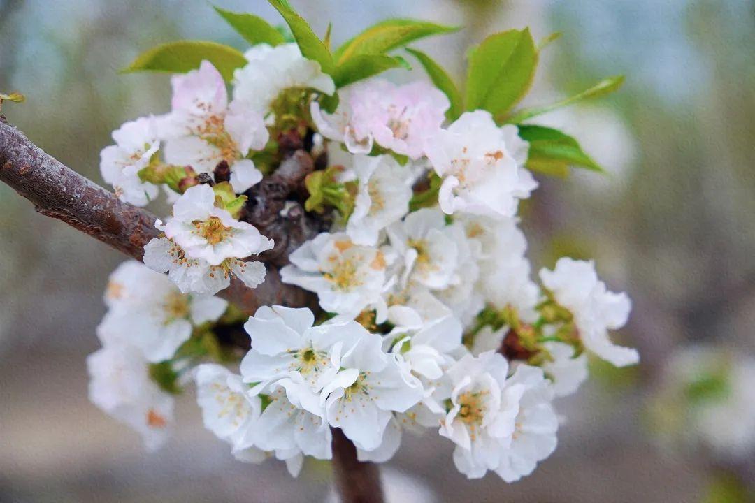 樱桃花开，如雪似霜，煞是好看！(图4)
