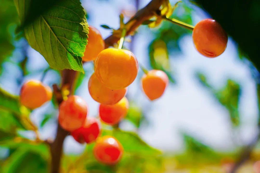 樱桃花开，如雪似霜，煞是好看！(图5)