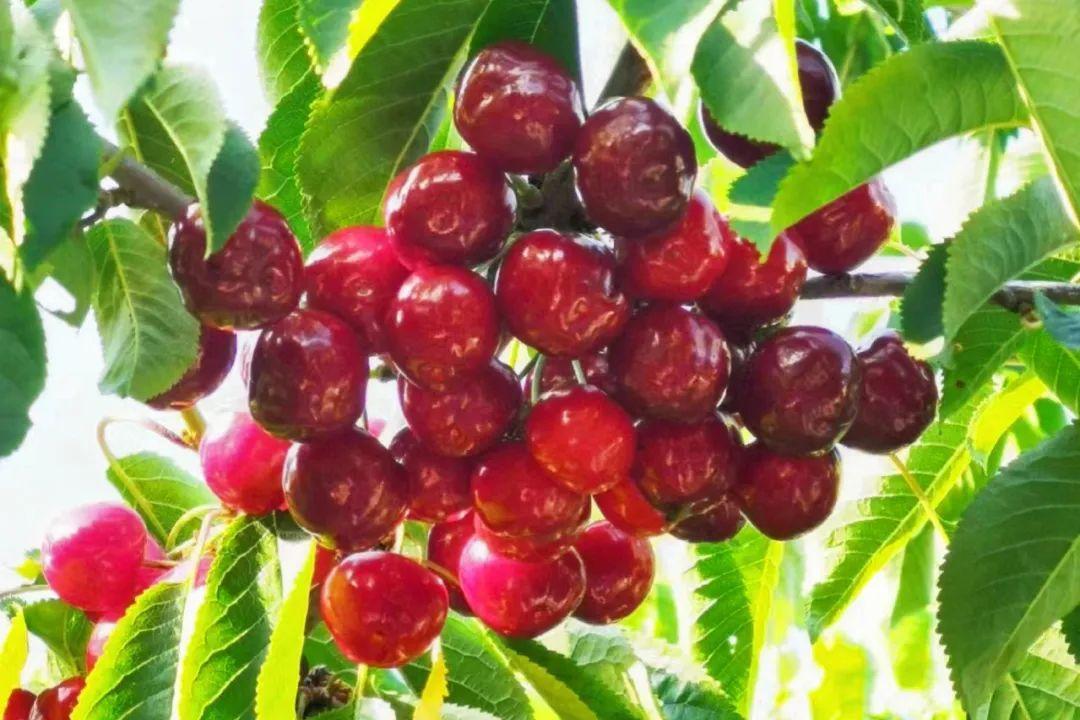 樱桃花开，如雪似霜，煞是好看！(图6)