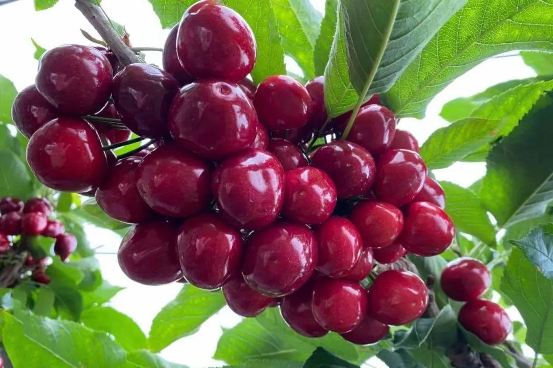 樱桃花开，如雪似霜，煞是好看！(图7)