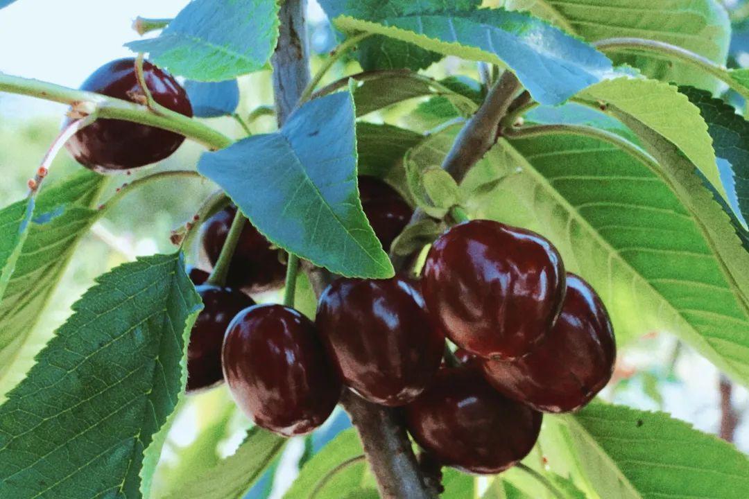 樱桃花开，如雪似霜，煞是好看！(图8)