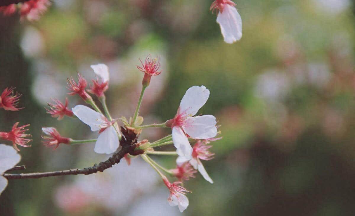 清晨涅槃重生的励志句子,努力生长,生生不息(图1)