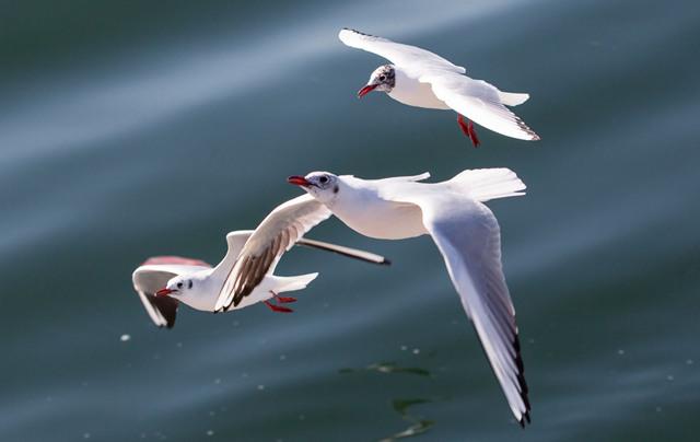 季羡林经典语录：要说真话，不讲假话；假话全不讲，真话不全讲(图3)