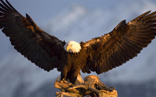 季羡林经典语录：要说真话，不讲假话；假话全不讲，真话不全讲(图5)