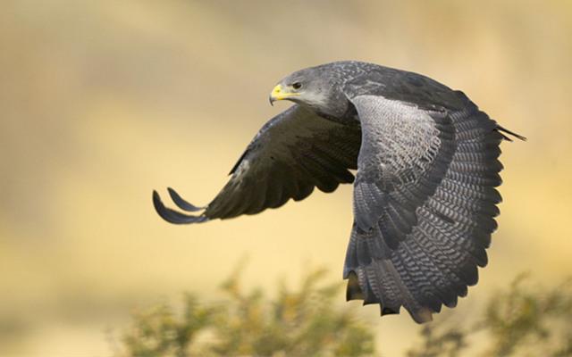 季羡林经典语录：要说真话，不讲假话；假话全不讲，真话不全讲(图6)