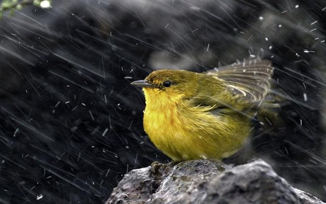 季羡林经典语录：要说真话，不讲假话；假话全不讲，真话不全讲(图9)