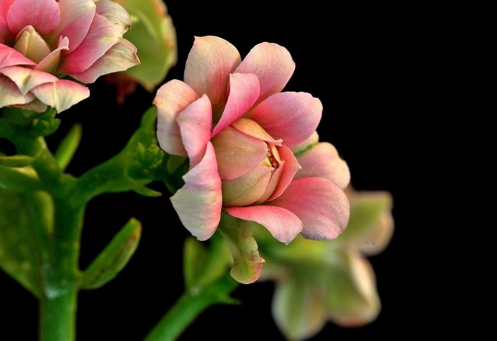 最美亲子格言，分享之九(图2)