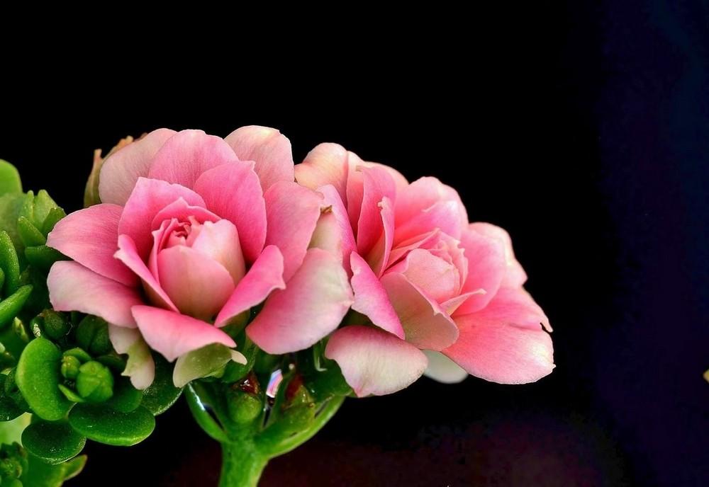 最美亲子格言,分享之九(图4) 最美亲子格言,分享之九(图4)