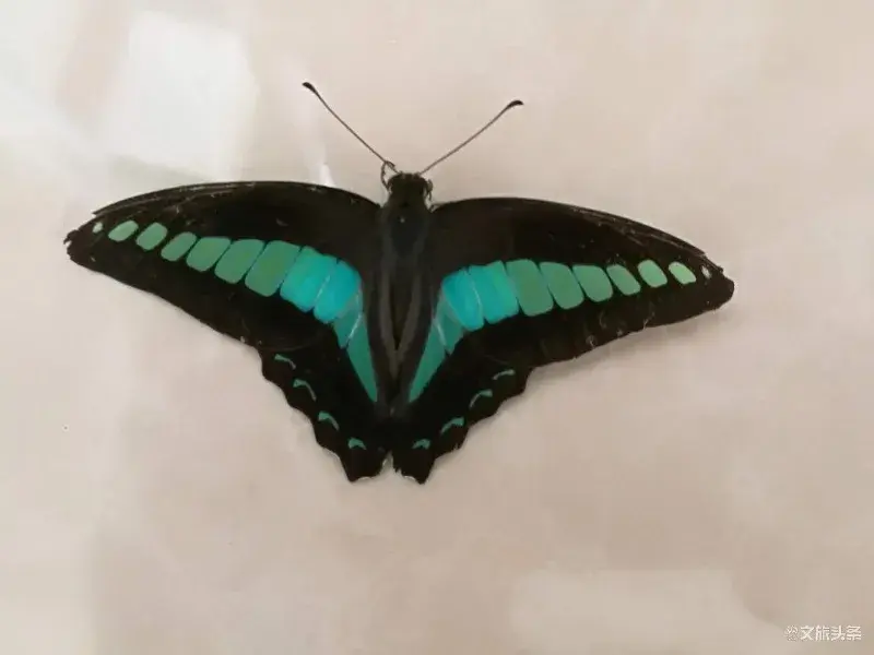 窗前有梦随蝴蝶，心之蛹羽化成蝶(图1)