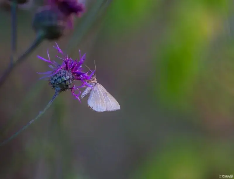 窗前有梦随蝴蝶，心之蛹羽化成蝶(图4)