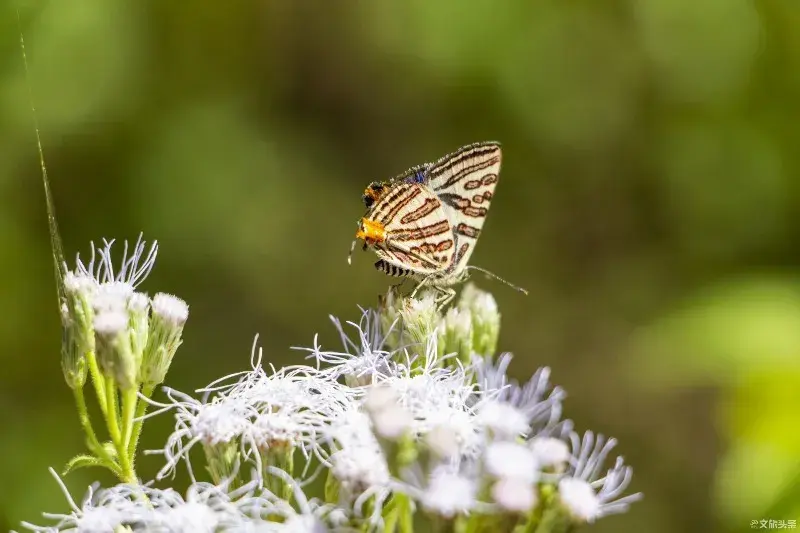 窗前有梦随蝴蝶，心之蛹羽化成蝶(图5)