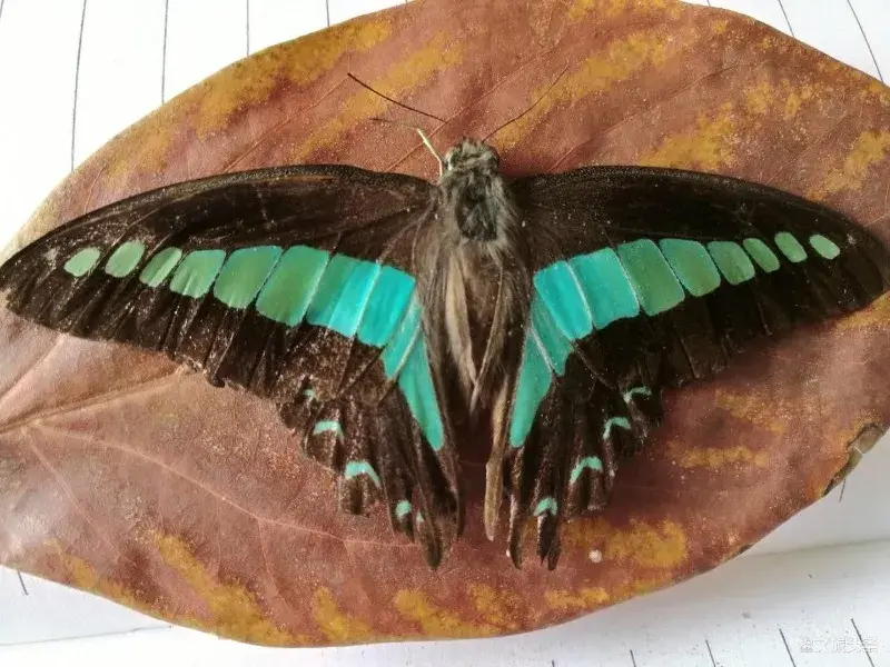 窗前有梦随蝴蝶，心之蛹羽化成蝶(图8)