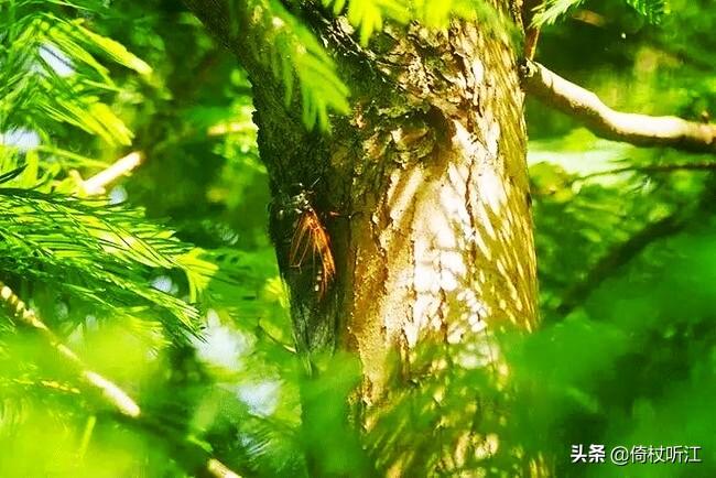 蝉鸣一夏，无问西东(图1)