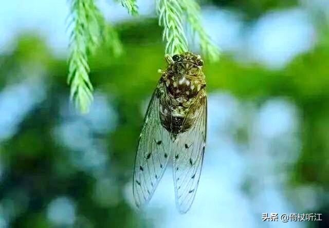 蝉鸣一夏，无问西东(图2)