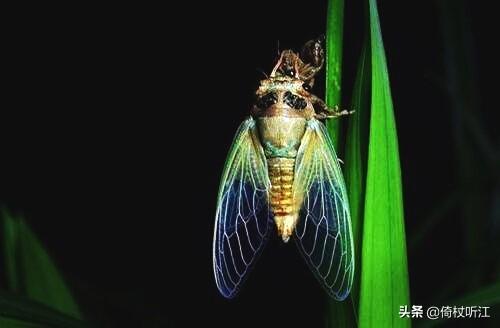 蝉鸣一夏，无问西东(图3)