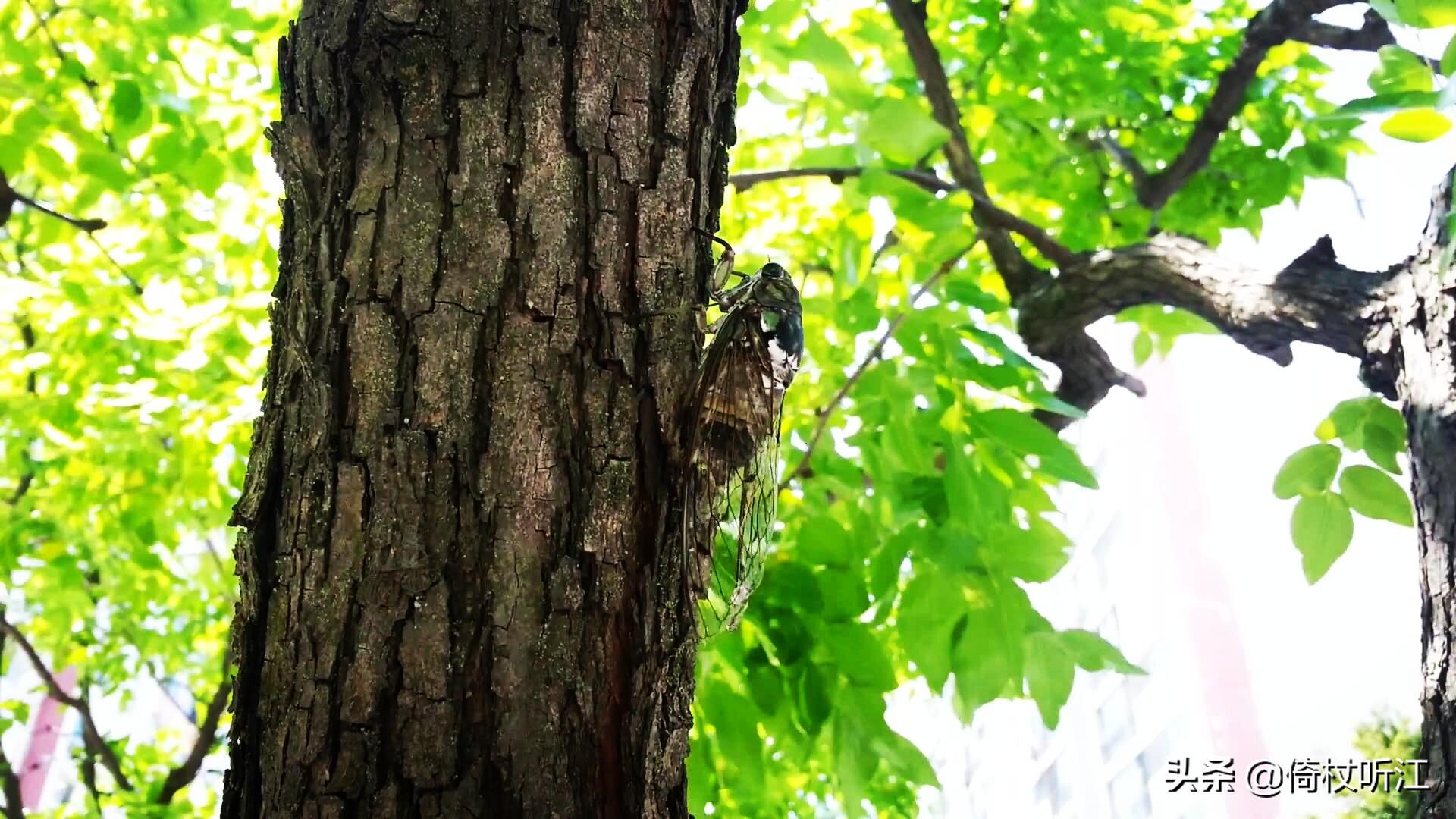 蝉鸣一夏，无问西东(图4)