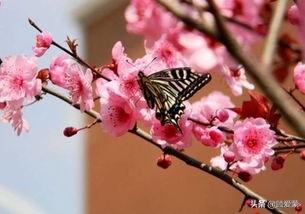 作茧自缚，羽化成蝶(图1)