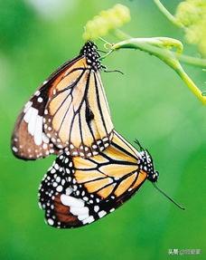 作茧自缚，羽化成蝶(图2)