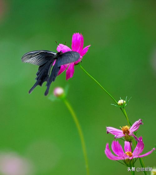 作茧自缚，羽化成蝶(图3)