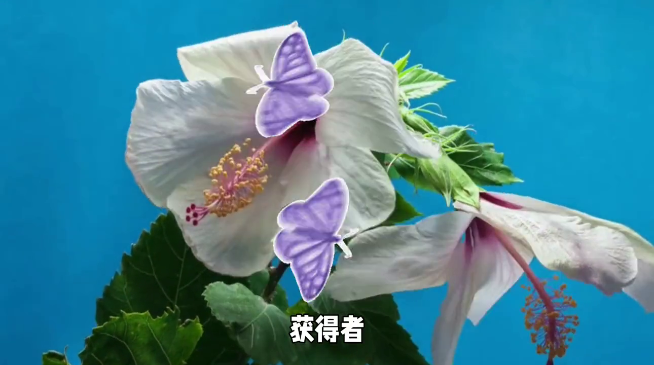 凤凰羽化成蝶(图2)