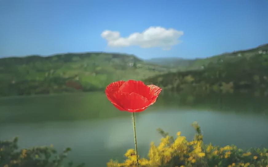 若非历经沧桑，哪来风轻云淡(图4)