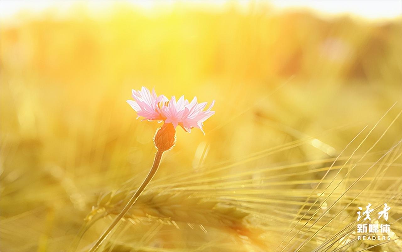 人到中年：不诉沧桑，不露锋芒，不减锐气(图3)