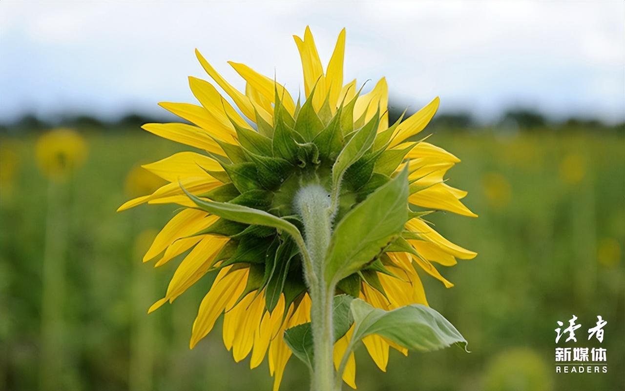 人到中年：不诉沧桑，不露锋芒，不减锐气(图9)
